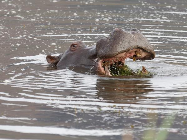 <h3><a href="/trips/safari/biota/animalia/chordata/mammalia/artiodactyla/hippopotamidae/hippopotamus amphibius/hippopotamus amphibius-en.html">Hippopotamus&nbsp;amphibius</a> / Common&nbsp;hippopotamus / Nijlpaard</h3>OM-1 Mark II with OLYMPUS M.300mm F4.0, 1/2000 sec at F4.0, ISO 1250, distance 23.7&nbsp;m